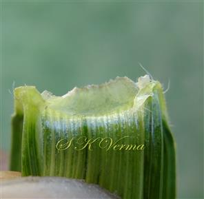  Ligule